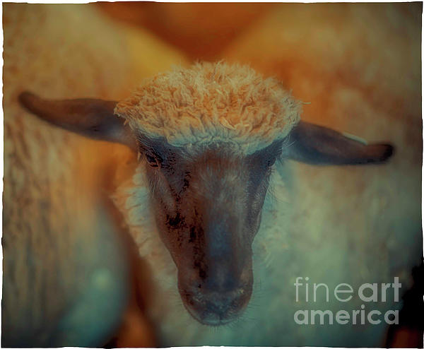 Natural Abstract - Lamb with Top Knot