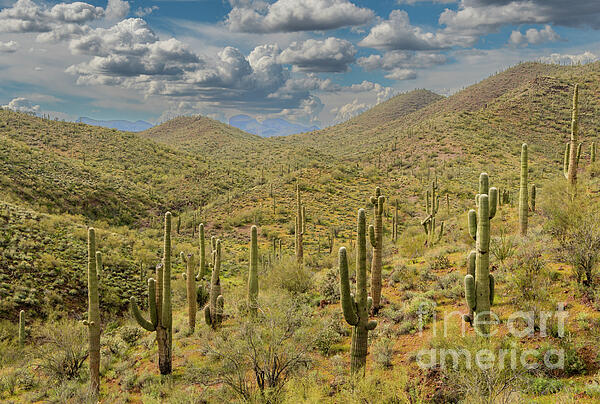 Nick Boren - Land of the Cacti 
