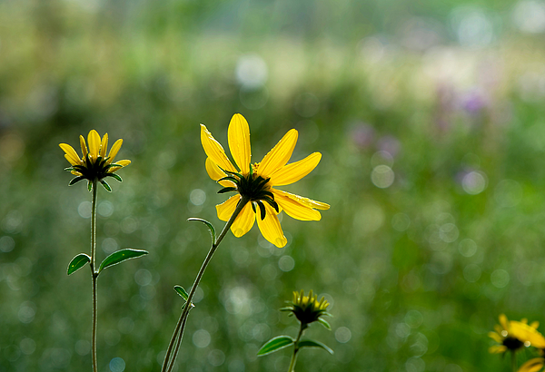 Summer Photographs