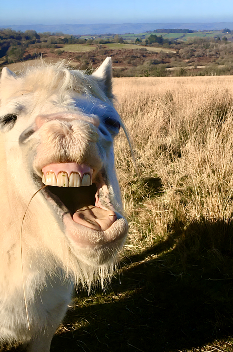 Jan Andersen - Laughing Mountain Pony