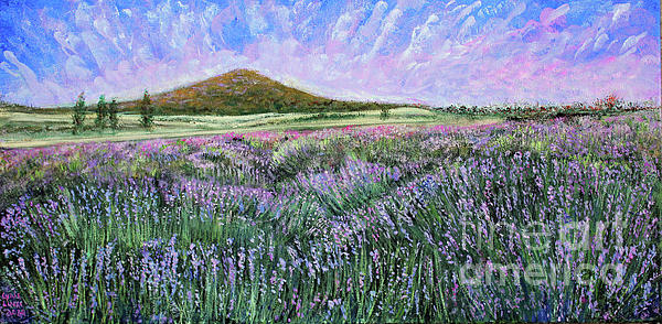 Lyric Lucas - Lavender Field Vista