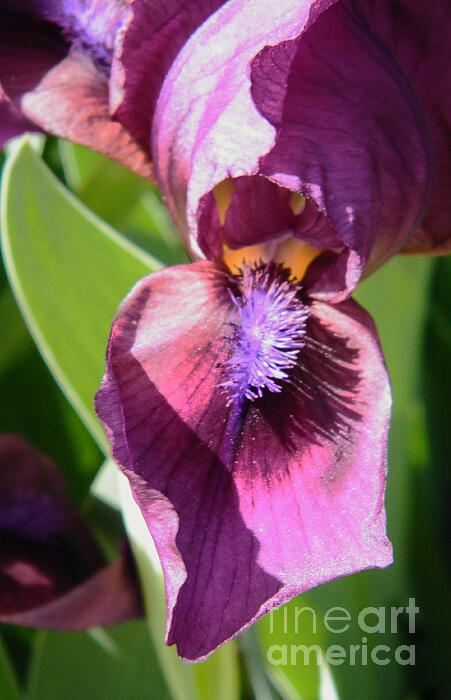 Rory Cubel - Lavender Iris Petal With Blue Beard        Spring       Indiana
