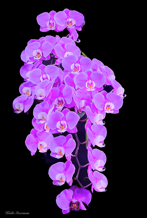 Kathi Isserman - Lavender Orchids