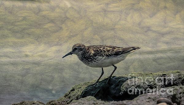 https://images.fineartamerica.com/images/artworkimages/medium/3/least-sandpiper-on-a-stormy-beach-karen-silvestri.jpg