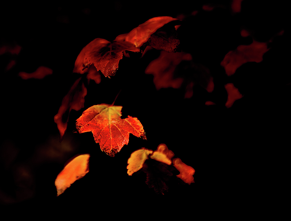 Suzy Quigley - Leaves, Falling