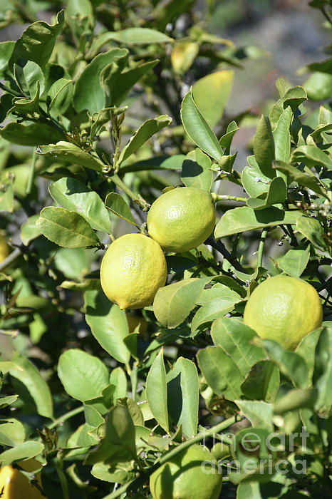 Lemon Tree Bags