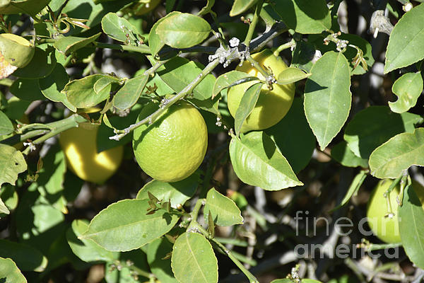 https://images.fineartamerica.com/images/artworkimages/medium/3/lemons-hanging-from-branches-on-a-fruit-tree-dejavu-designs.jpg