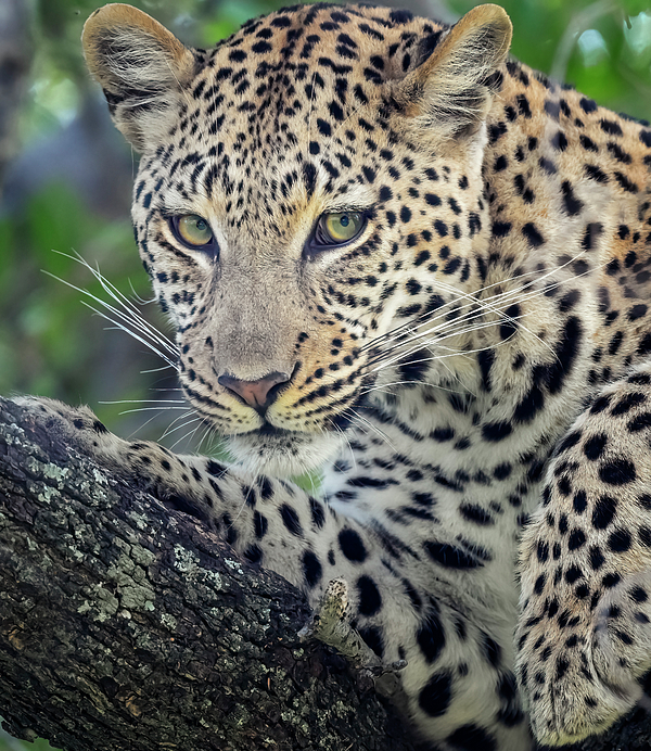Joan Carroll - Leopard Portrait Botswana