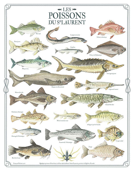 Les poissons du SaintLaurent Poster 80s Greeting Card by Jacob Taylor