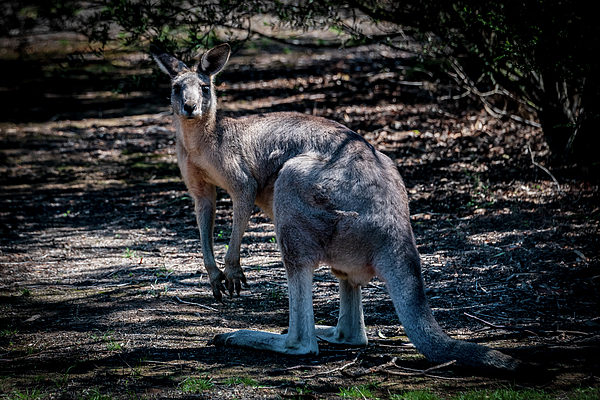 Lost Kangaroo - Australia Yoga Mat by Jon Berghoff - Fine Art America