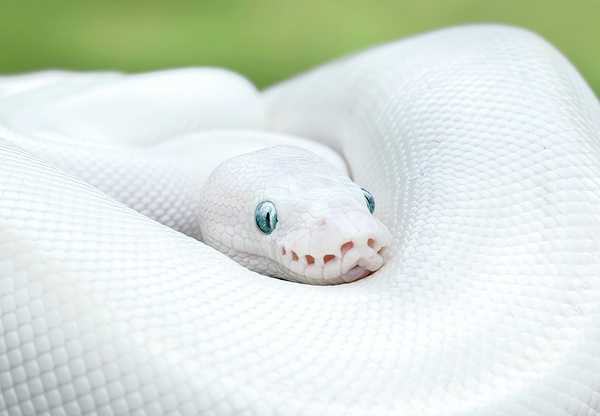 Premium AI Image  Beautiful snake ful challenging color