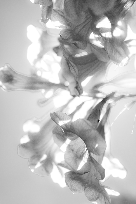 Ethereal Art