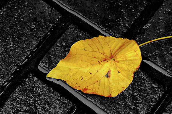 Eckart Mayer Photography - LIGHT - Yellow leaf on dark grey bricks