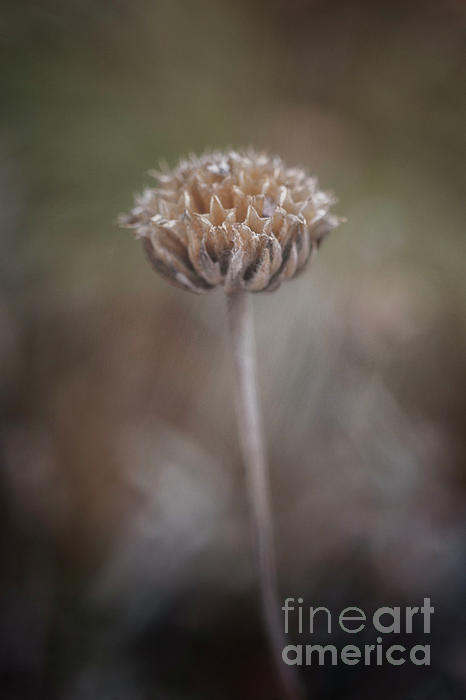 Natural Abstract - Like the Dust - A Winter Flower