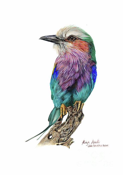 Robyn Ansell - Lilac-breasted Roller