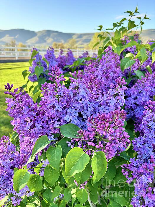 Carol Groenen - Lilacs with Fence and Hills