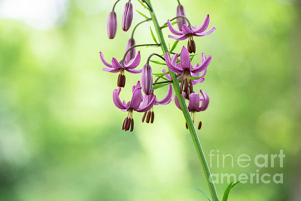 Lilium Martagon Cattaniae Flower Abstract Greeting Card for Sale 