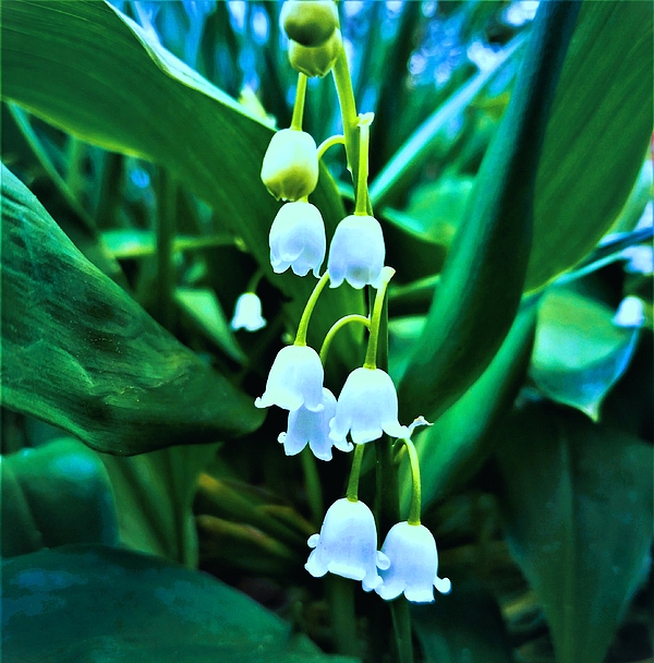 Angela Davies - Lily of the Valley On the Forest Floor