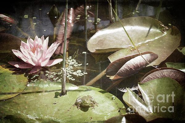 Andrea Hazel - Lily Pad Leap Frog