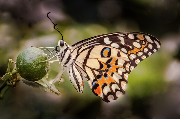 Alinna Lee - Lime Swallowtail Butterfly 