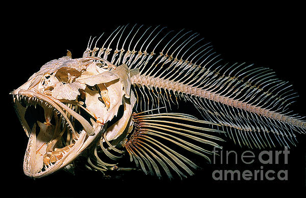 Lingcod Fish Skeleton, Jaw, Teeth Sticker by Wernher Krutein - Pixels