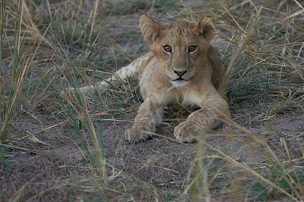 Deborah Korzen - Lion Cub