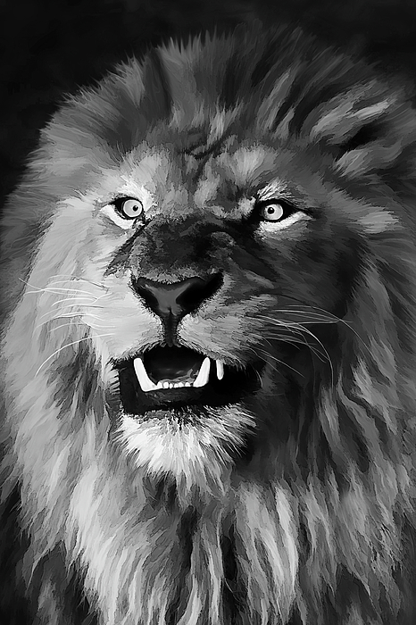 Elena Francis - African Lion, Fearless, Black and White