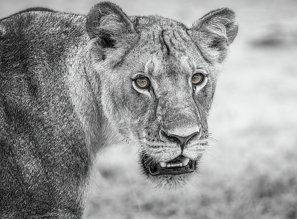 Joan Carroll - Lion Portrait Zimbabwe Africa