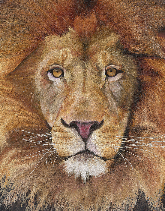 Russell Hinckley - Lion portrait
