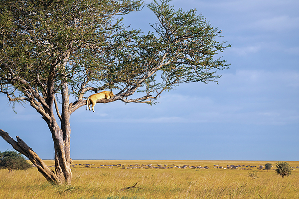 Joan Carroll - Lion Sleeping in a Tree Tanzania Africa