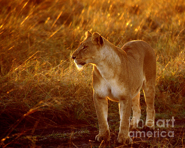 Mark Laurie - Lioness at Dawn