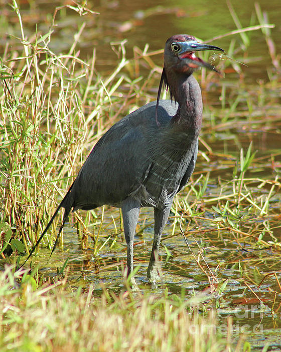 Maili Page - Little Blue Heron Flip and Catch