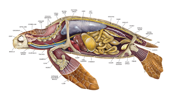 Loggerhead Sea Turtle Anatomy Greeting Card by Dawn Witherington