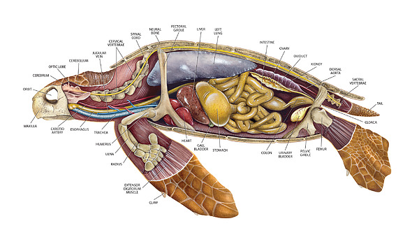 Dawn Witherington - Loggerhead Sea Turtle Anatomy