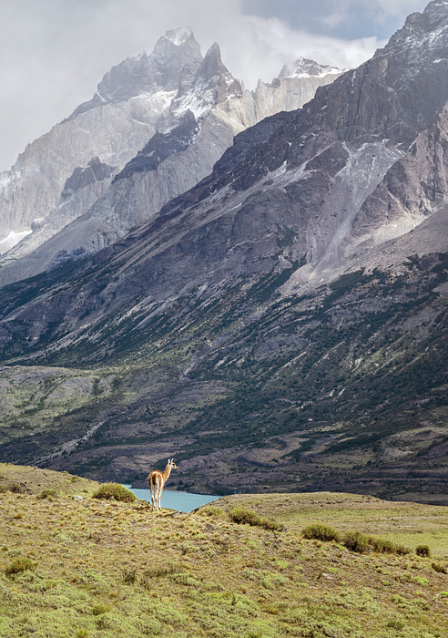 Joan Carroll - Lone Guanaco on a Ridge Patagonia Chile