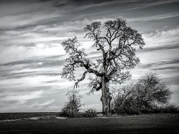 Gerald Mettler - Lone Oak in Black and White