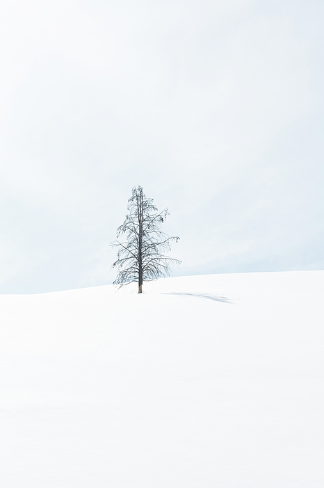Alex Lapidus - Lone Tree