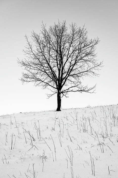 Martin Vorel Minimalist Photography - Lone Tree in the Snow