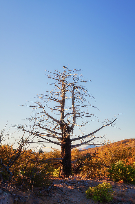 Tatiana Travelways - Lone tree with a birdie