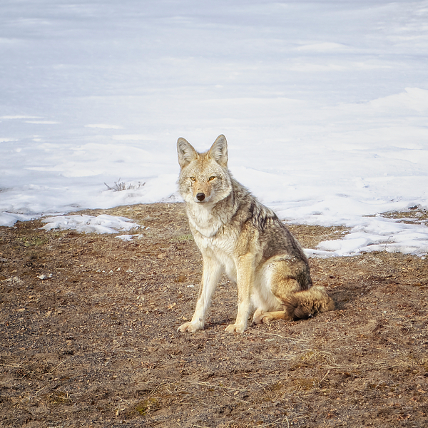Joan Carroll - Lone Wolf Yellowstone National Park