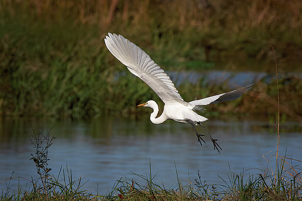 Steve Rich - Lonely Hunter - Great White Egret