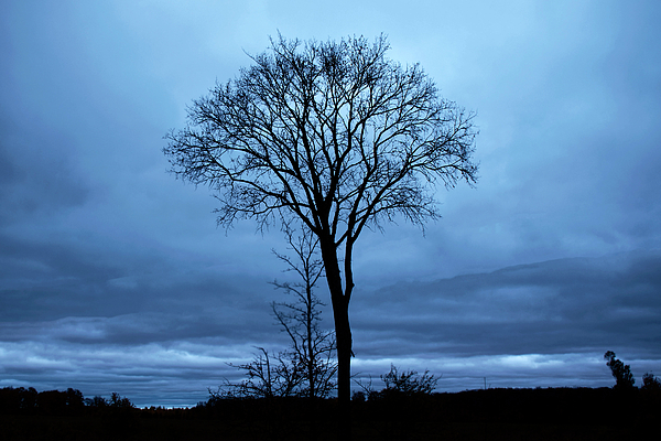 Tree Photographs
