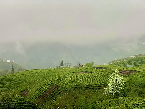 Anas Afash - Lonely Tree in Tea Farms 