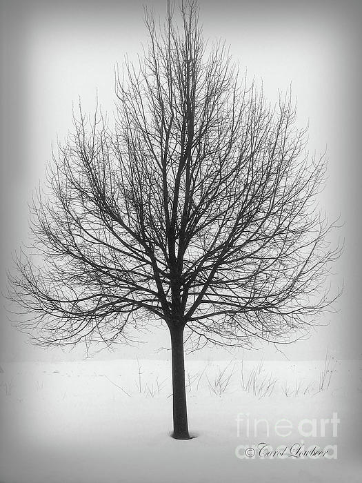 Carol Lowbeer - Lonely Tree In The Fog