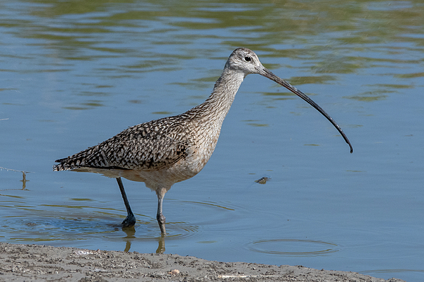 Candice Lowther - Long-billed Curlew