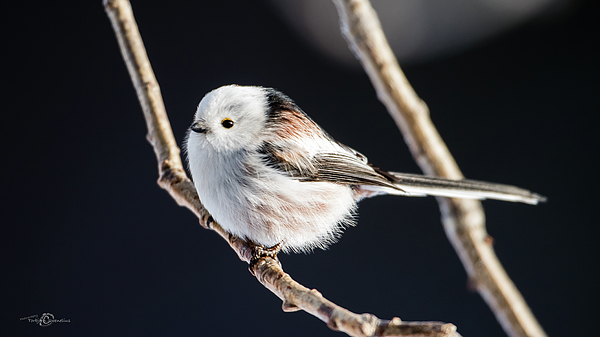 Torbjorn Swenelius - Long-tailed tit with a black background