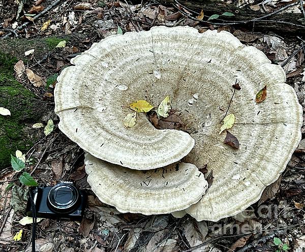 Jeffrey Koss -  Look Ay My Camera To See Largest Mushroom.