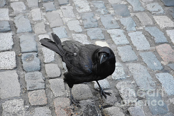 Looking Directly Into the Face of a Large Black Crow Fleece