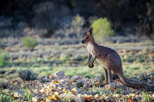 Lost Kangaroo - Australia Yoga Mat by Jon Berghoff - Fine Art America