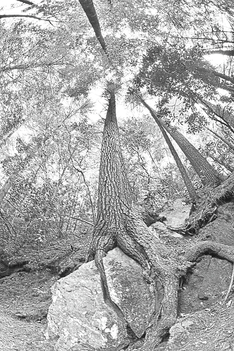 Lisa Wooten - Looking Up The Pines Black And White